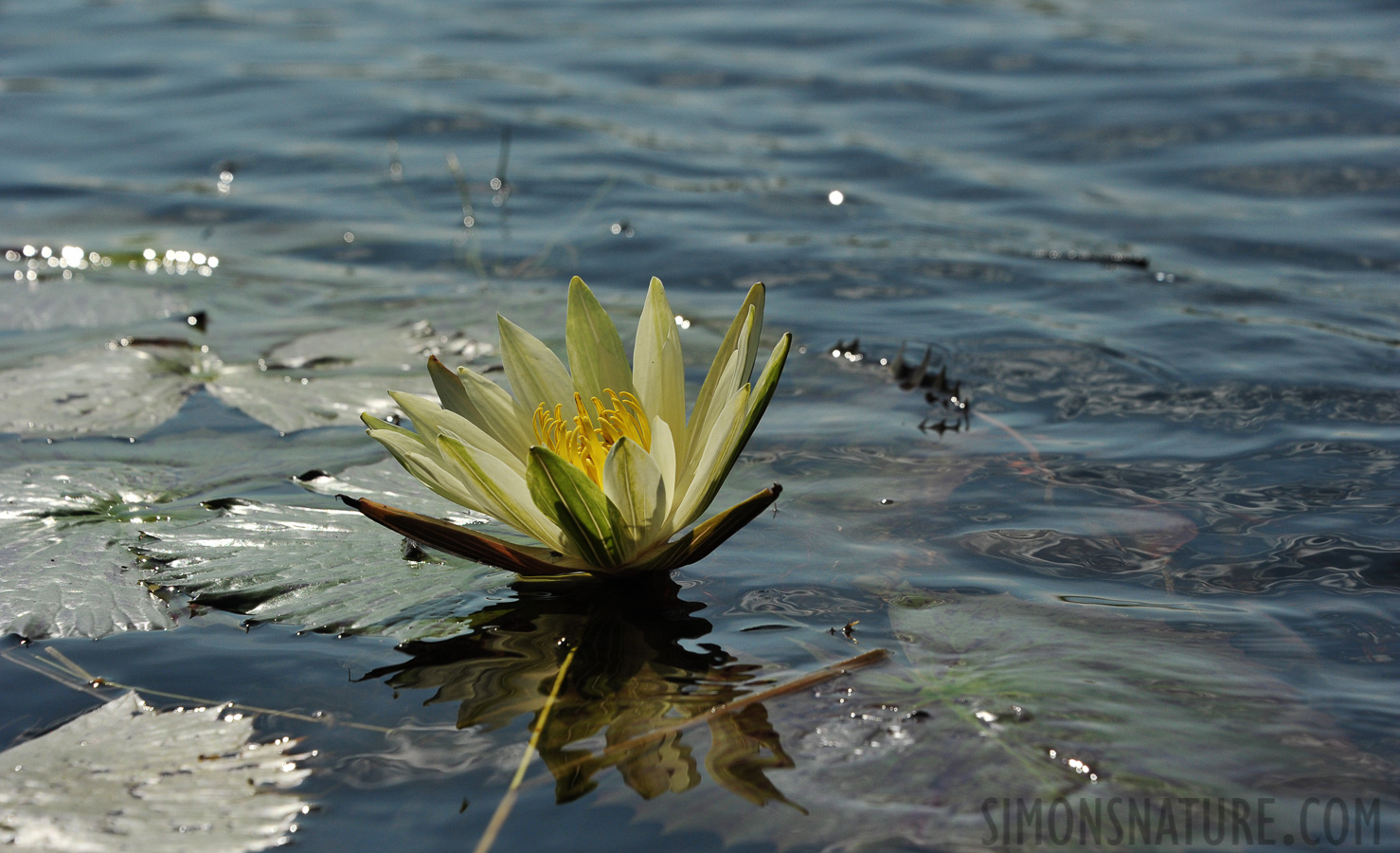 Okavango Delta [122 mm, 1/4000 sec at f / 8.0, ISO 800]